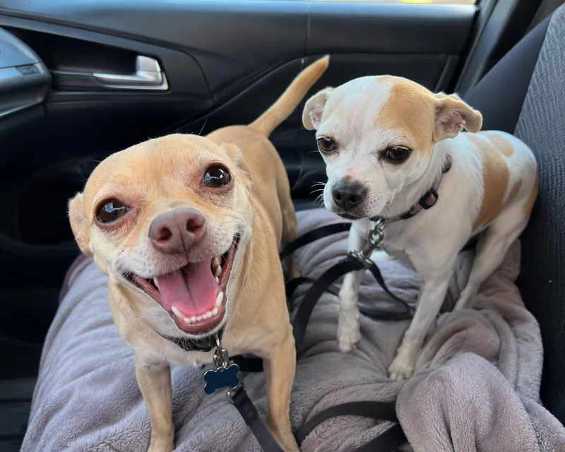 Chloe and Papi thumbnail 3