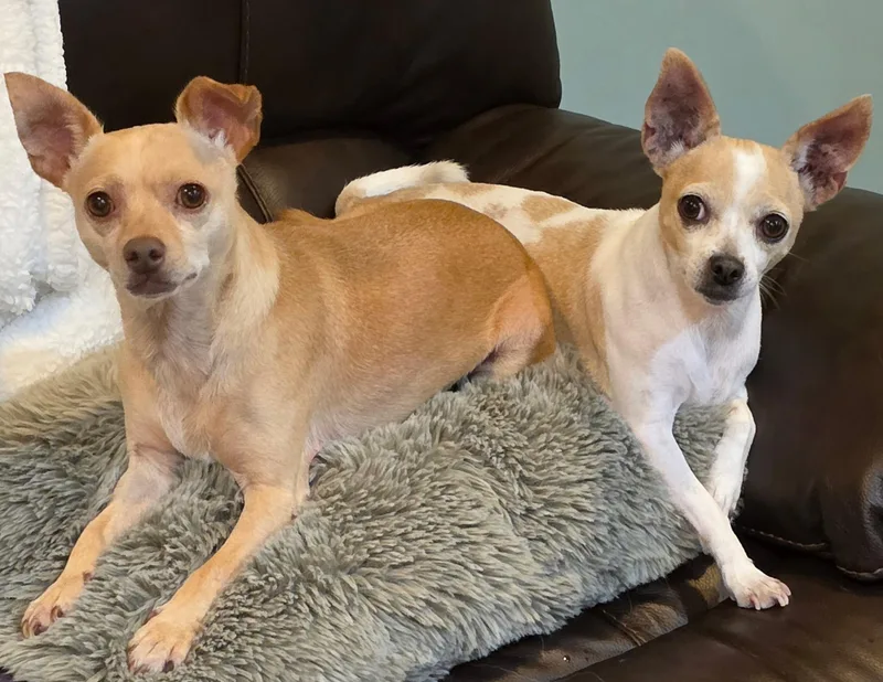 Chloe and Papi thumbnail 4