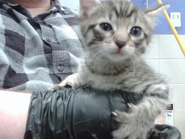 A baby small-sized male Domestic Short Hair cat named Americano for adoption in Omaha, NE