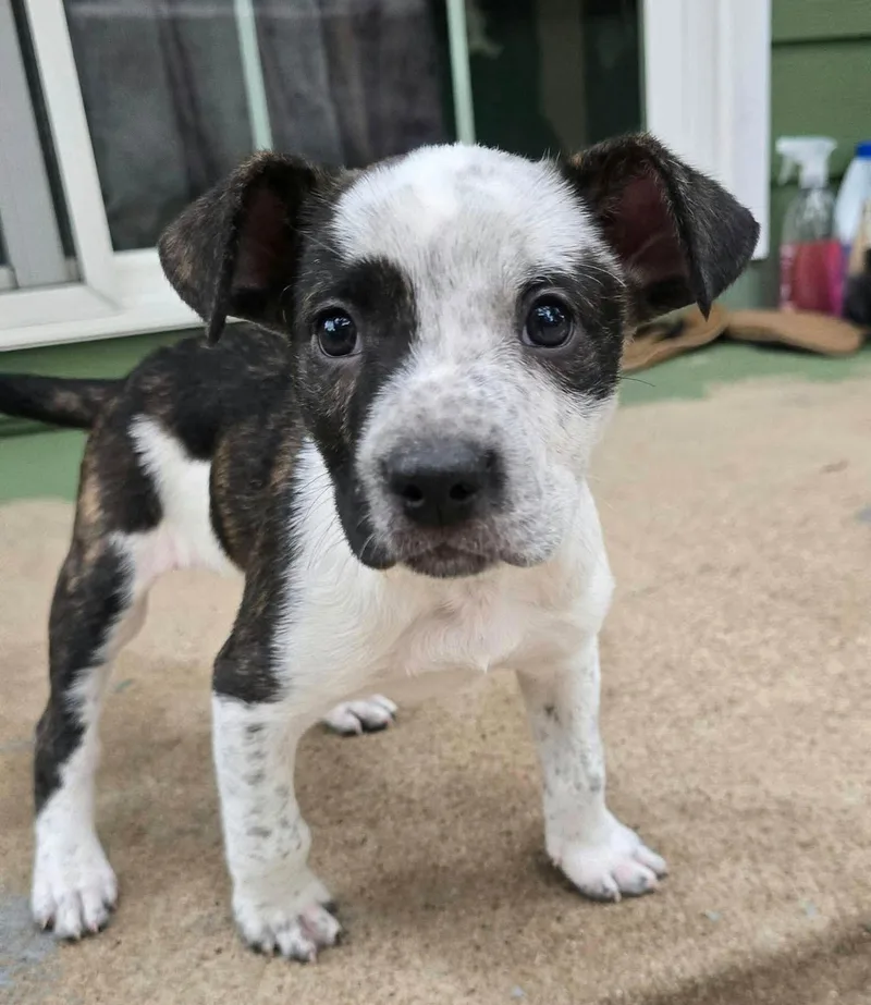 A baby medium-sized male Australian Cattle Dog / Blue Heeler dog named Bandito for adoption in Kansas City, KS