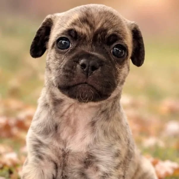 A baby small-sized female Chug dog named Patsy for adoption in Rockwall, TX