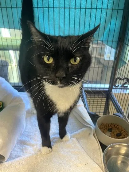 A senior large-sized male Domestic Short Hair cat named Oliver for adoption in Palm Coast, FL