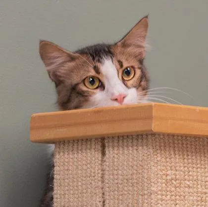 A young medium-sized male Domestic Medium Hair cat named Thor Katter for adoption in Hudson, MA
