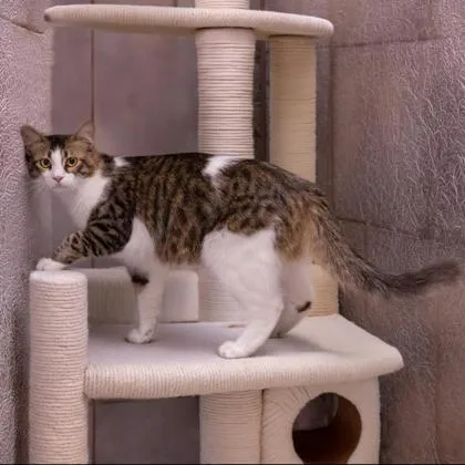 Thor Katter thumbnail 2