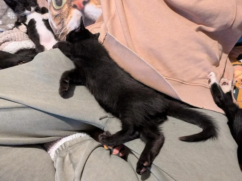 A baby small-sized female Domestic Short Hair cat named Ruffles for adoption in Chicago, IL