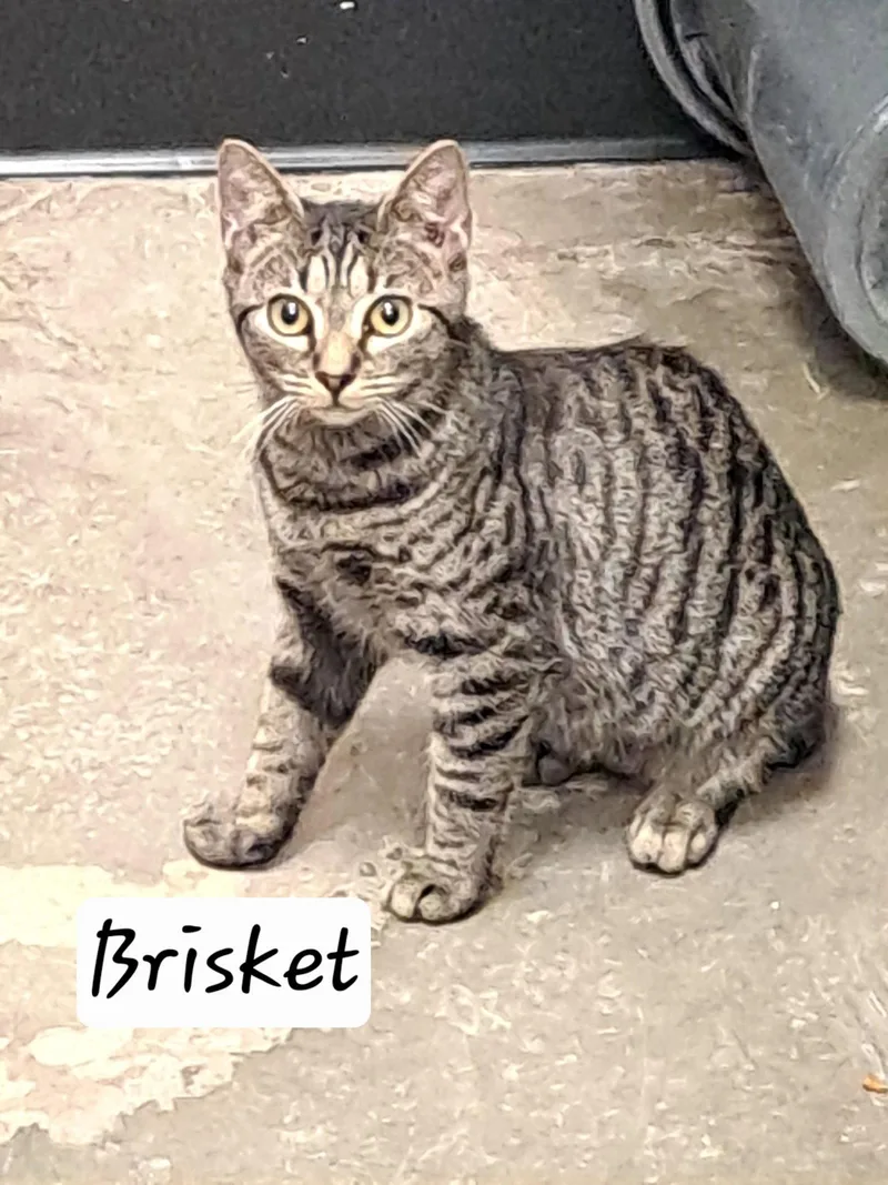 A young medium-sized female Tabby cat named Brisket for adoption in Greenville, DE