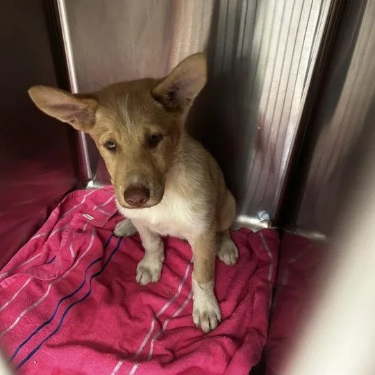 A baby small-sized male Yellow / Tan / Blond / Fawn Mixed Breed dog named Philosopher for adoption in Davenport, IA