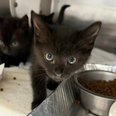 A baby small-sized male Domestic Short Hair cat named Mako for adoption in Cumming, GA