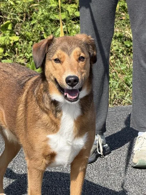 An adult large-sized male Collie dog named Xander for adoption in Canfield, OH
