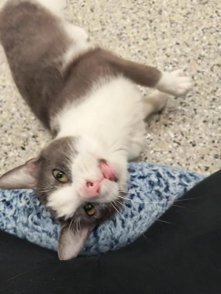 A senior medium-sized male Domestic Short Hair cat named Theon for adoption in Detroit, MI