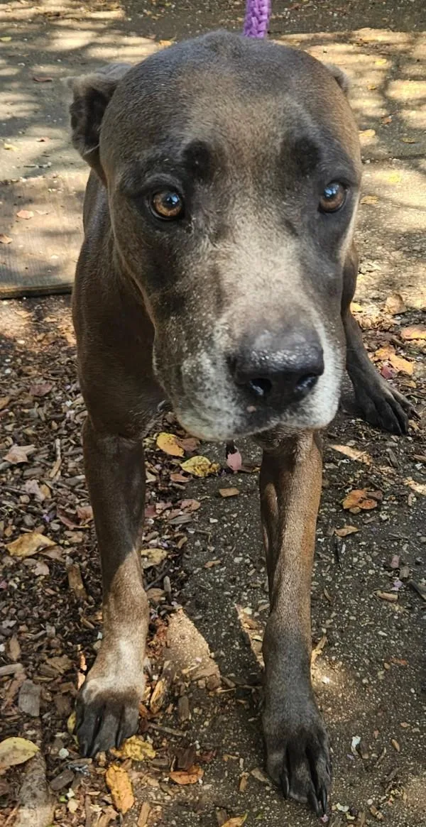 An adult large-sized female Mixed Breed dog named Blue for adoption in Mobile, AL
