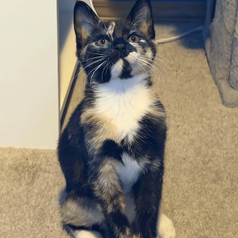 Mimi