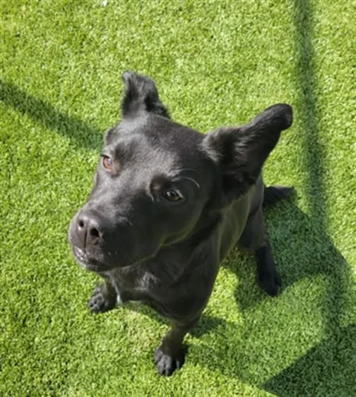 A young medium-sized female German Shepherd Dog dog named Riley for adoption in Toledo, OH