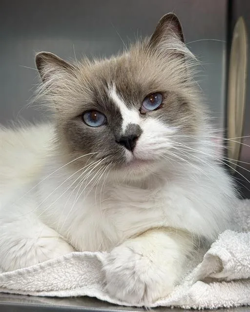 An adult large-sized male Ragdoll cat named Toulouse for adoption in Fort Walton Beach, FL