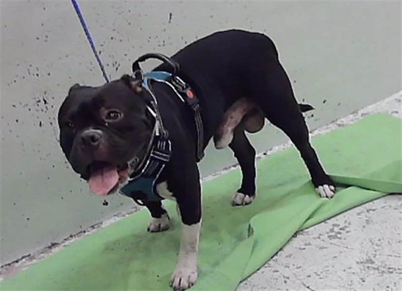 A young medium-sized male Staffordshire Bull Terrier dog named Toby for adoption in Houston, TX