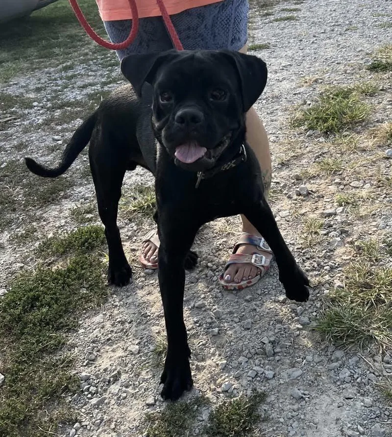 A young medium-sized male Boxer dog named Buzz for adoption in Denver, CO