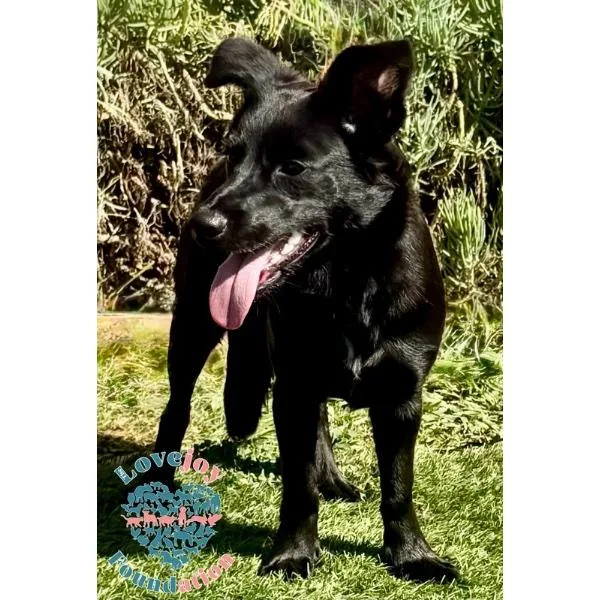 Hot Link thumbnail 2