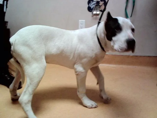 A young large-sized male Pit Bull Terrier dog named Tycho for adoption in Martinez, CA