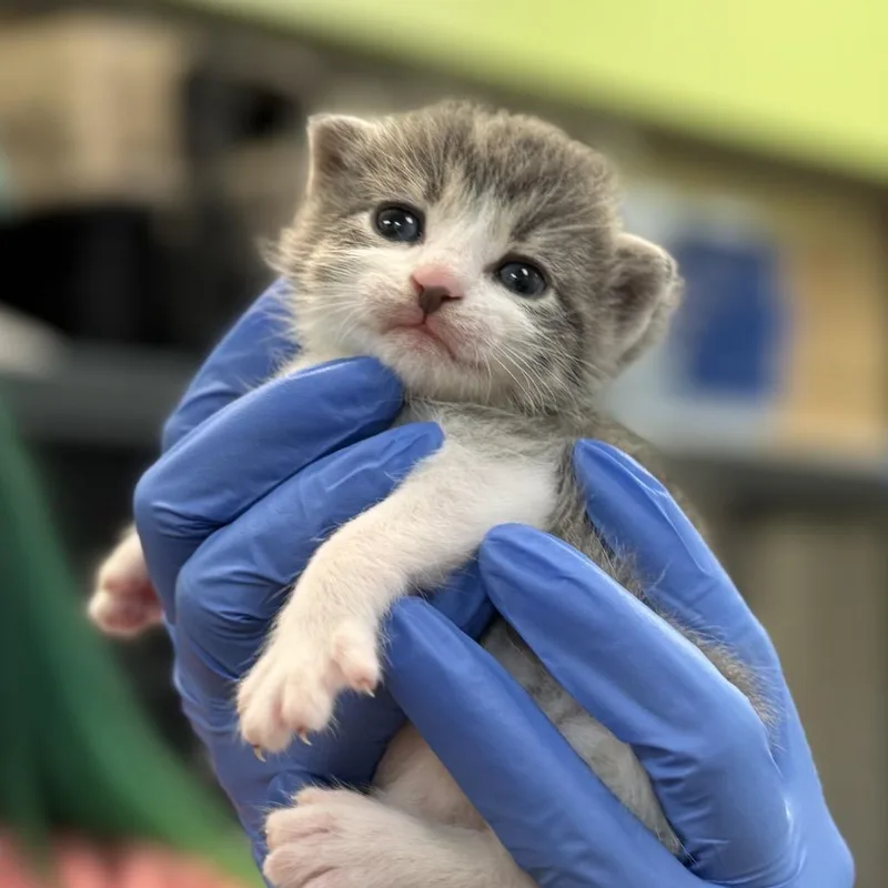 A baby small-sized male Gray / Blue / Silver Domestic Short Hair cat named Pigpen for adoption in Lynchburg, VA