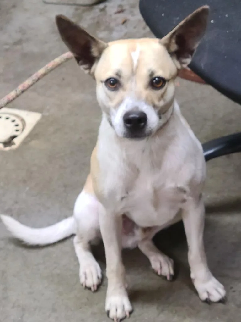 A young medium-sized male Terrier dog named Bo "Behemoth for adoption in Swainsboro, GA