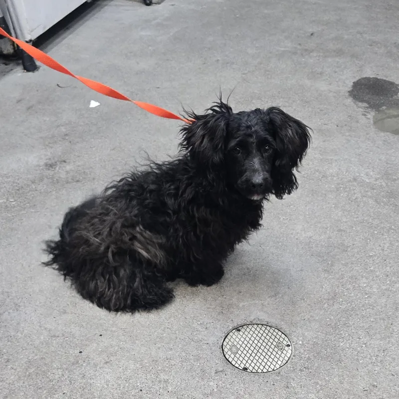 A young small-sized male Black Cocker Spaniel dog named Curley for adoption in Brentwood, CA