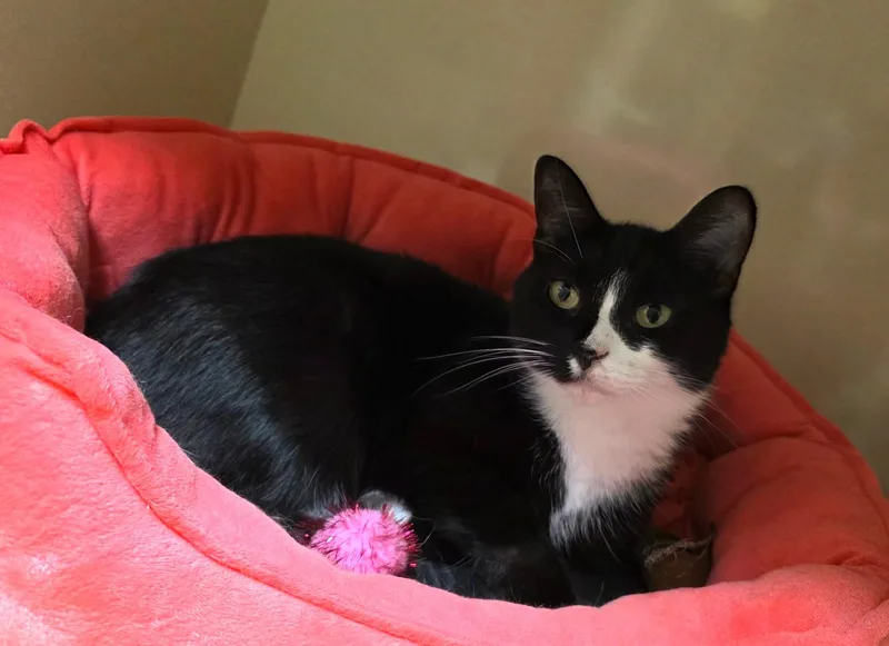 Delilah