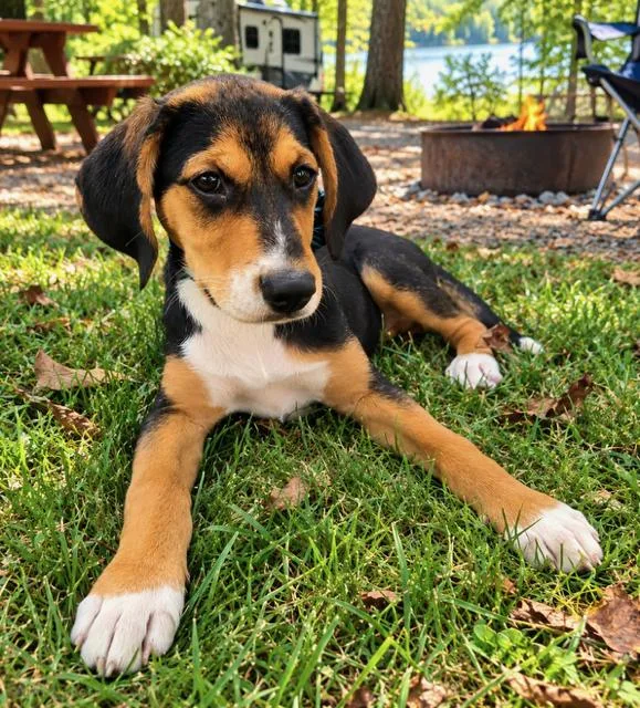 Puppy Winnie thumbnail 2