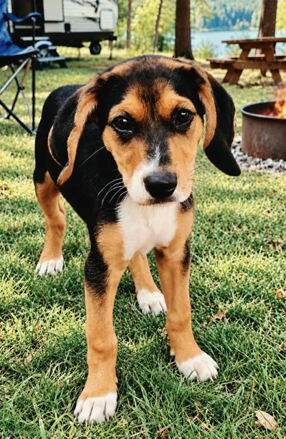 Puppy Winnie thumbnail 3