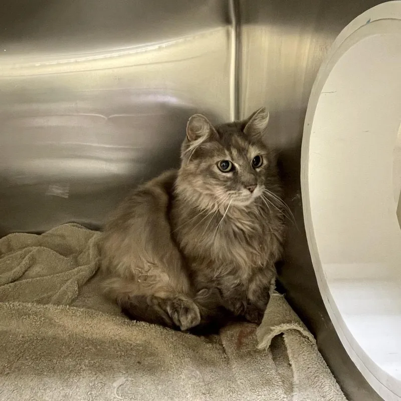 An adult medium-sized female Tortoiseshell Domestic Medium Hair cat named Felicia for adoption in Park City, UT