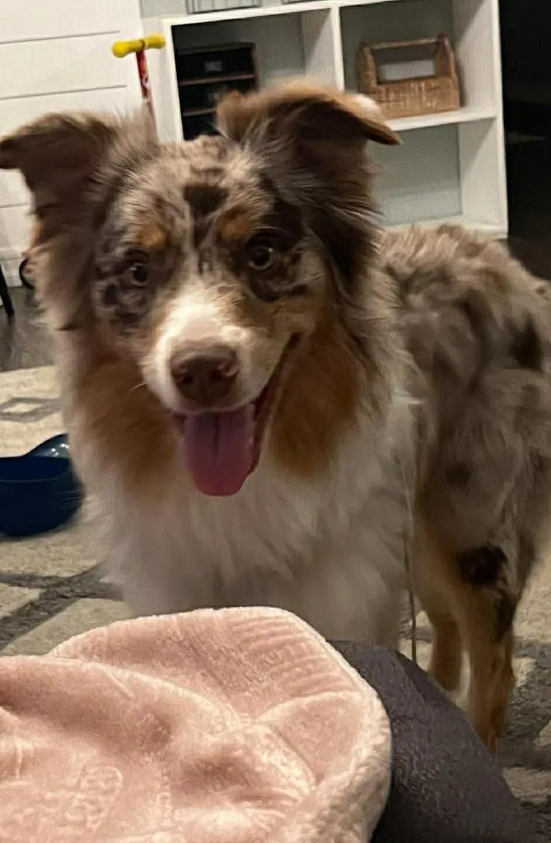 A young medium-sized male Australian Shepherd dog named Copper for adoption in Las Vegas, NV