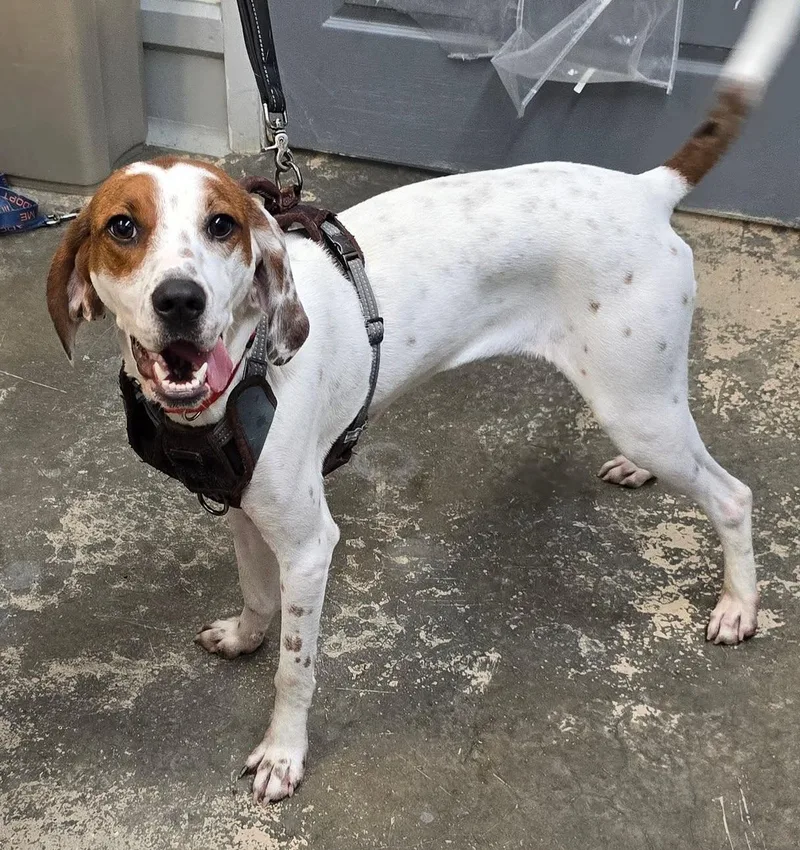 A baby medium-sized female White / Cream Hound dog named Impreza for adoption in Saint Marys, PA