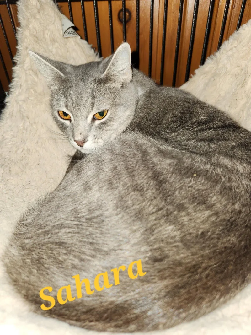 An adult medium-sized female Gray / Blue / Silver Domestic Short Hair cat named Sahara for adoption in Monrovia, CA