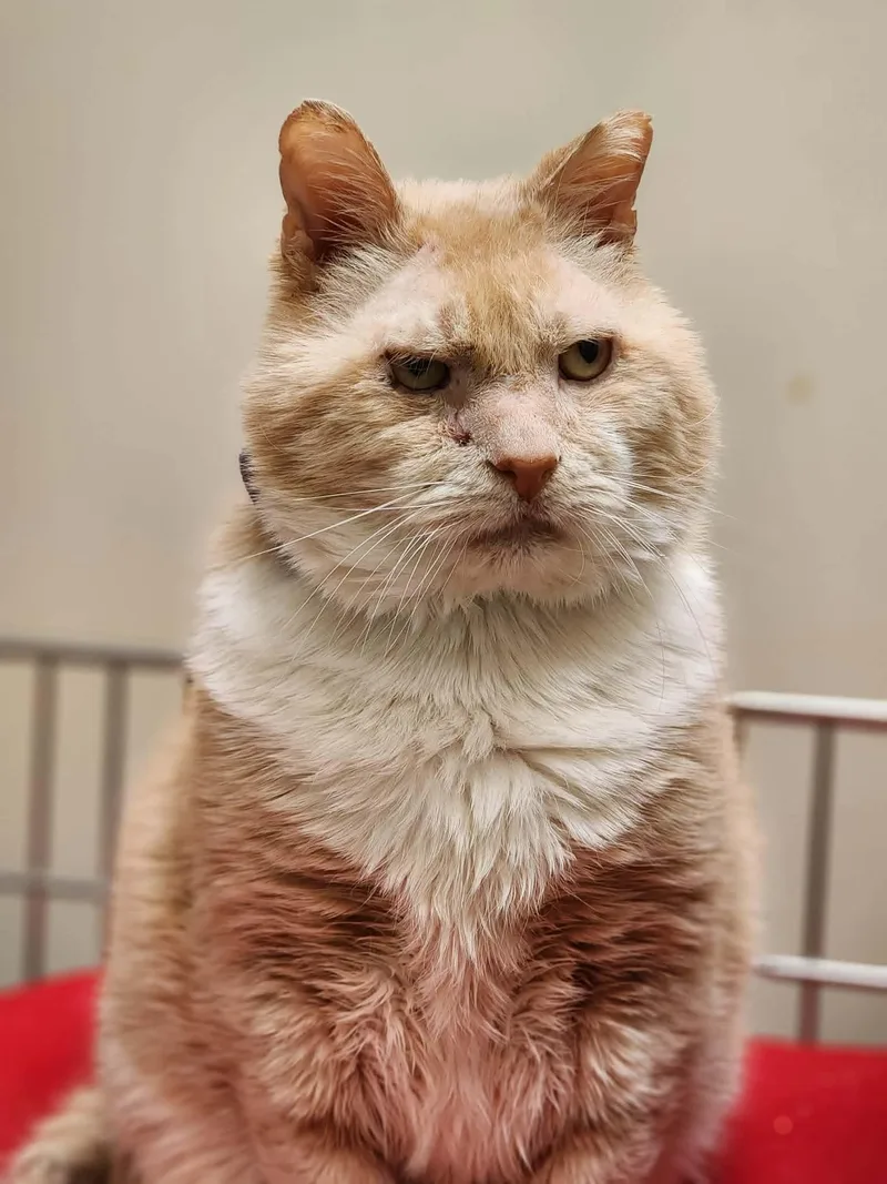 An adult large-sized male Domestic Short Hair cat named Ronald for adoption in Sterling, VA
