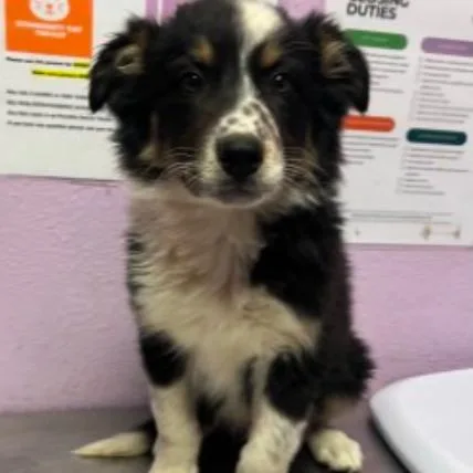 A baby medium-sized male Black Australian Shepherd dog named Smore for adoption in Tacoma, WA