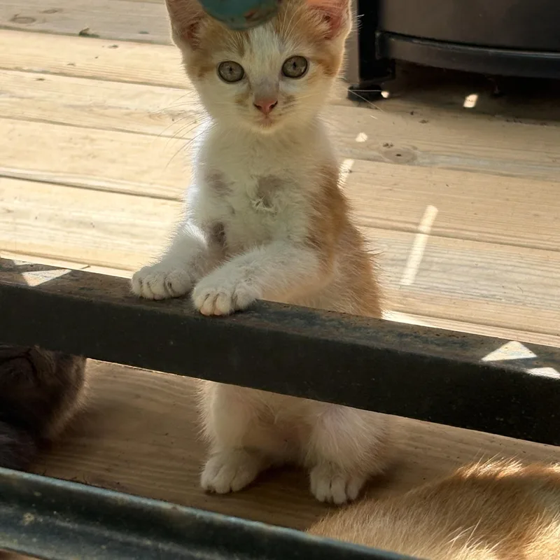 A baby small-sized male Domestic Short Hair cat named Captain Crunch for adoption in Hickory, NC