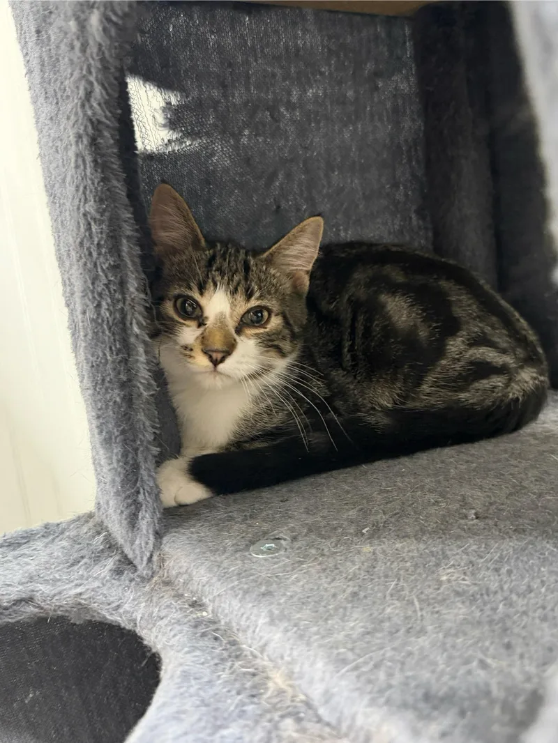 A young small-sized male Domestic Short Hair cat named Boysenberry for adoption in Wayland, MI