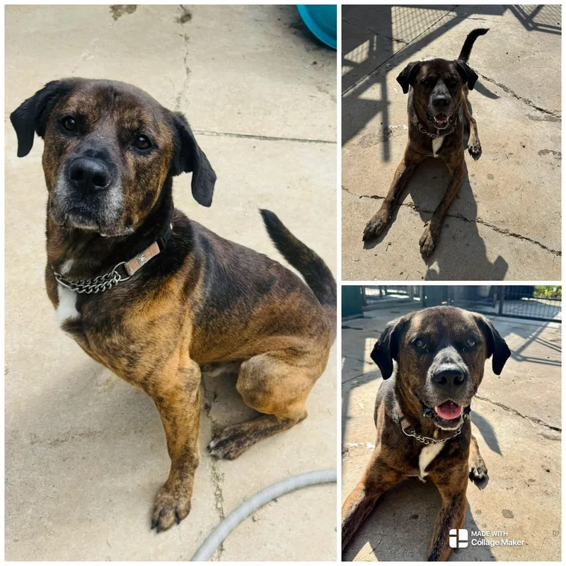 A young large-sized male Brindle Mastiff dog named Astro for adoption in Coudersport, PA