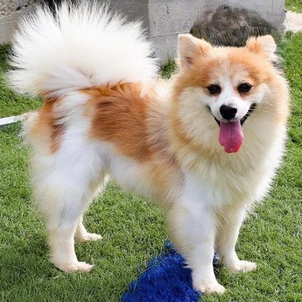 An adult small-sized female Pomeranian dog named Liberty for adoption in Zionsville, IN