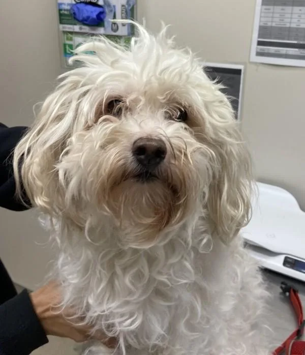 A senior small-sized male Maltese dog named Petree for adoption in El Cajon, CA