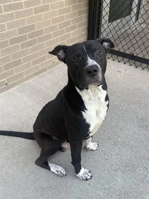 An adult large-sized male Pit Bull Terrier dog named Belto for adoption in Dallas, TX