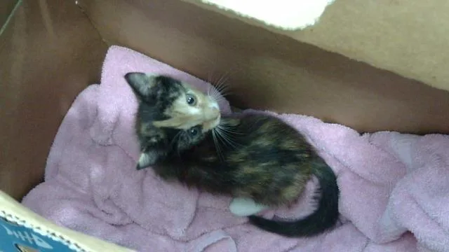 A baby medium-sized female Domestic Long Hair cat named Bellatrix for adoption in Dallas, TX