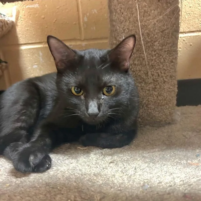 A young medium-sized male Black Domestic Short Hair cat named Ugo for adoption in Palm Harbor, FL