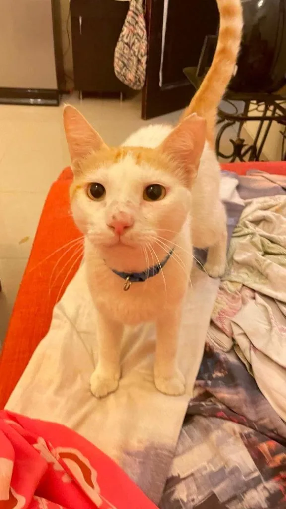 A young medium-sized male Domestic Short Hair cat named Jack for adoption in Lunenburg, MA