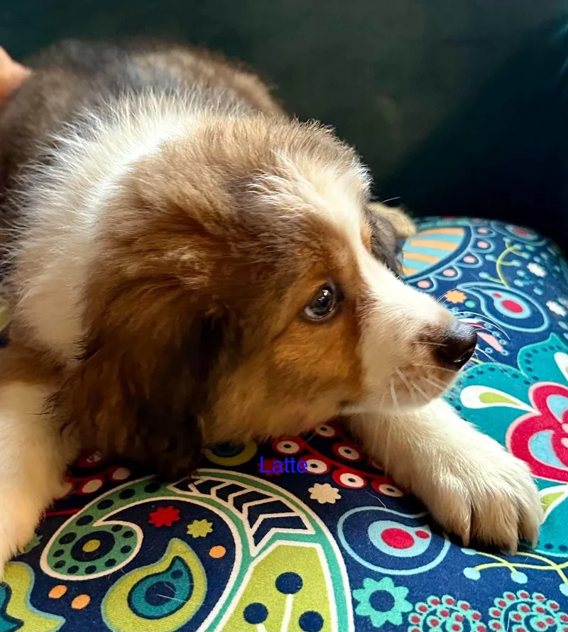 A baby medium-sized female Merle (Red) Australian Shepherd dog named Latte for adoption in Chatham, NJ
