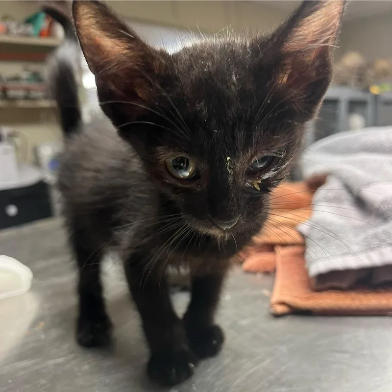 A young small-sized female Black Domestic Short Hair cat named Ariel for adoption in Midland, TX