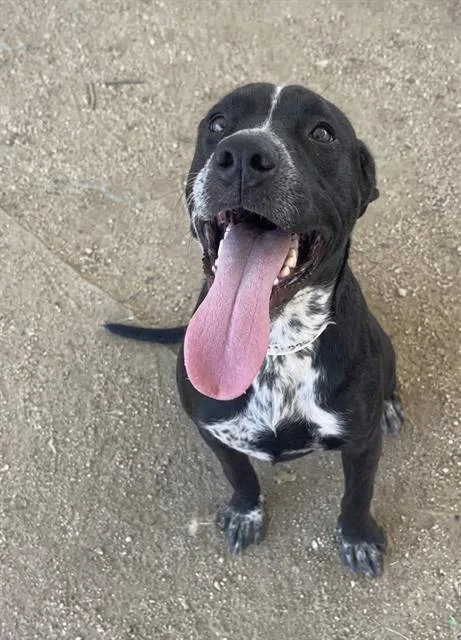 A young medium-sized female Shepherd dog named Spot for adoption in Riverside, CA