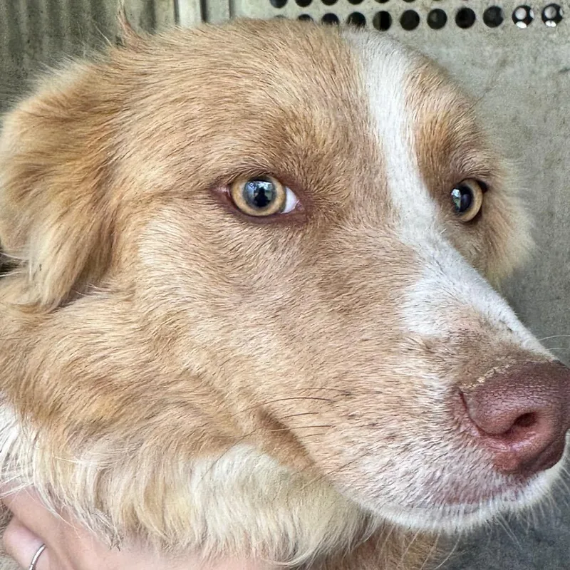 A young small-sized female Yellow / Tan / Blond / Fawn Border Collie dog named Lacey for adoption in Birmingham, AL