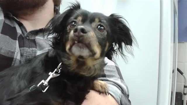 An adult small-sized female Chihuahua dog named Scarlet for adoption in Omaha, NE