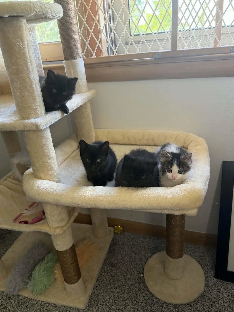 A baby small-sized female Domestic Short Hair cat named Raven for adoption in Milwaukee, WI