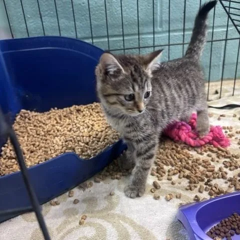 A baby small-sized female Gray & White Domestic Short Hair cat named Booger for adoption in Marion, NC